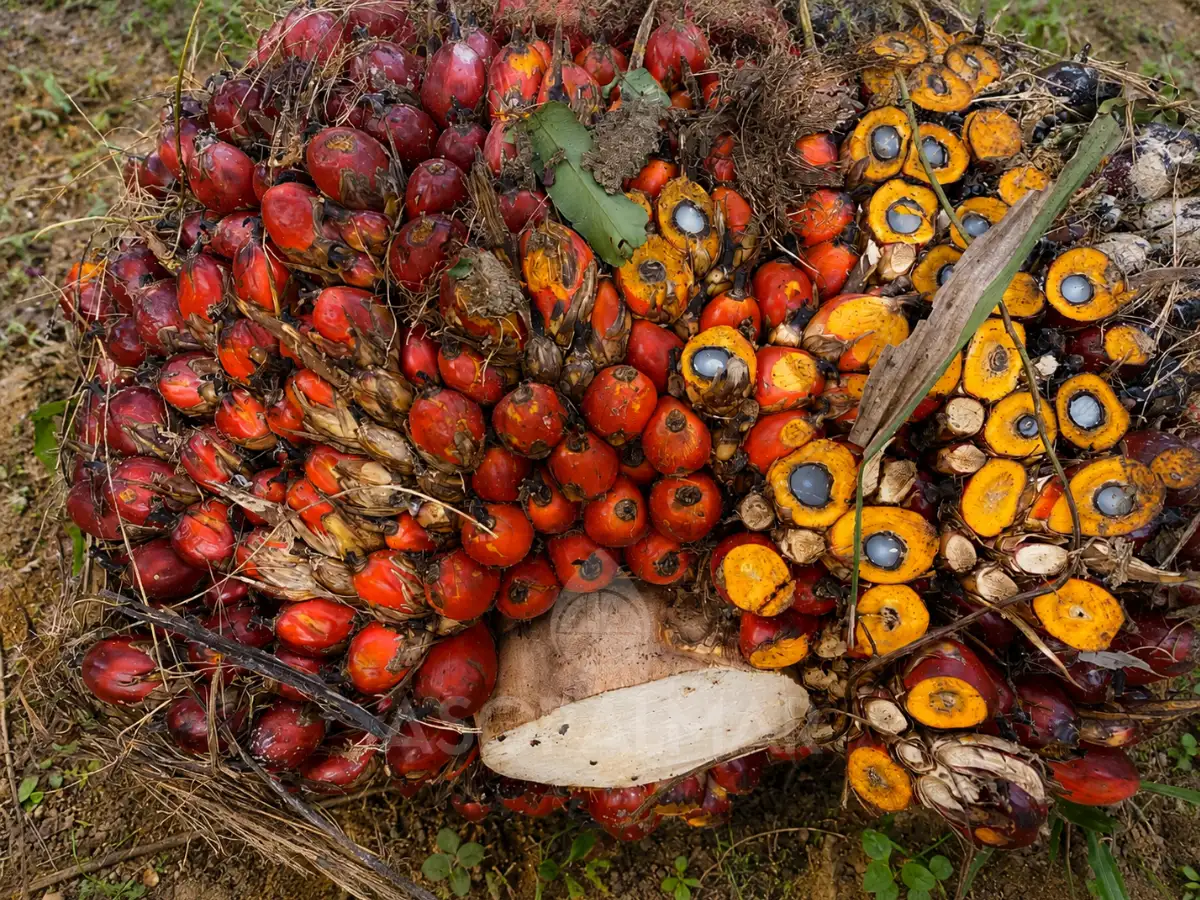 Cultivo de palma de aceite